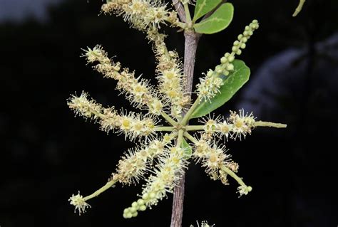 小葉欖仁樹花語|生物科教學研究會 